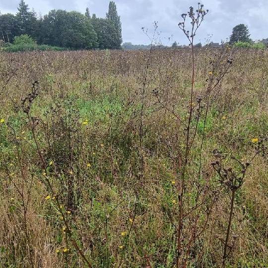  Annonces PROVINS : Terrain | COURLON-SUR-YONNE (89140) | 4 100 m2 | 37 500 &euro; 